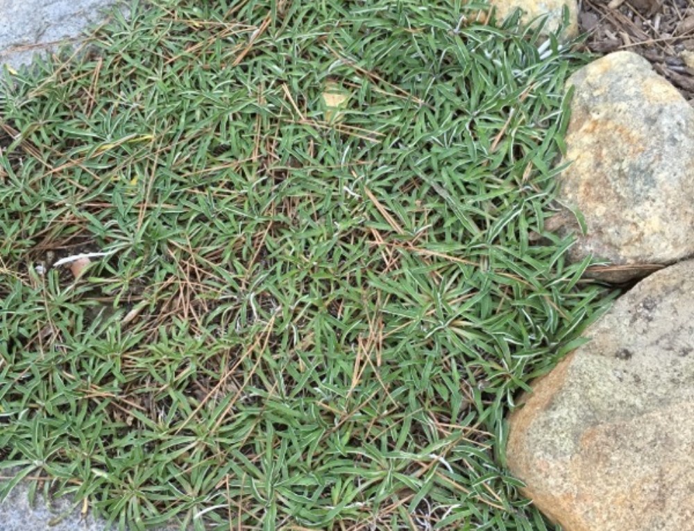 Powdery Mildew On Turf Grass