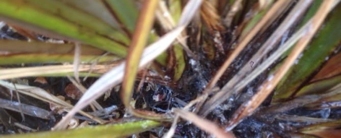 Mealybug On Phormium