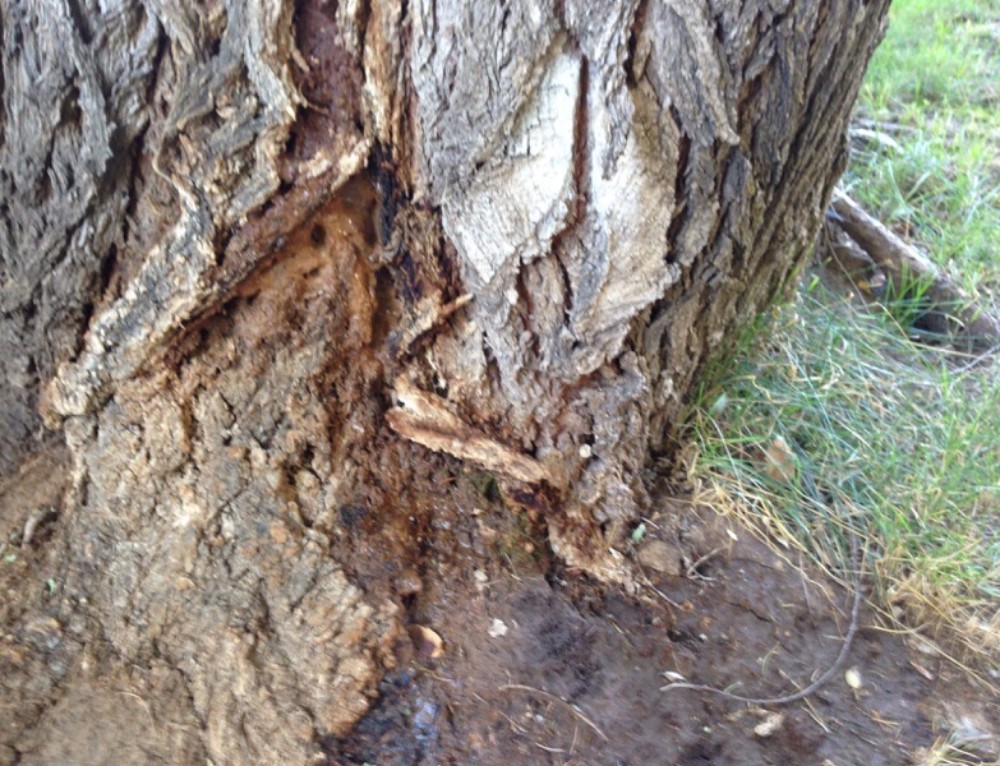 Tree Trunk Damage