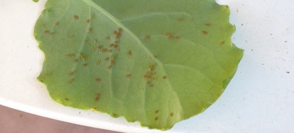 Aphids