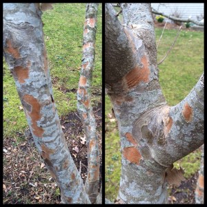 Flaking Bark On Kousa Dogwood