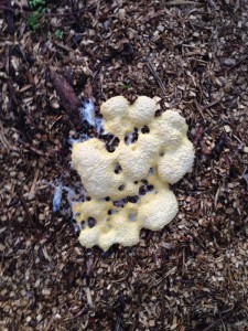 Dog Vomit Fungus